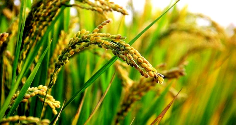 U.S. Approves Importing Genetically Modified Rice From China, But It’s Still Illegal in China