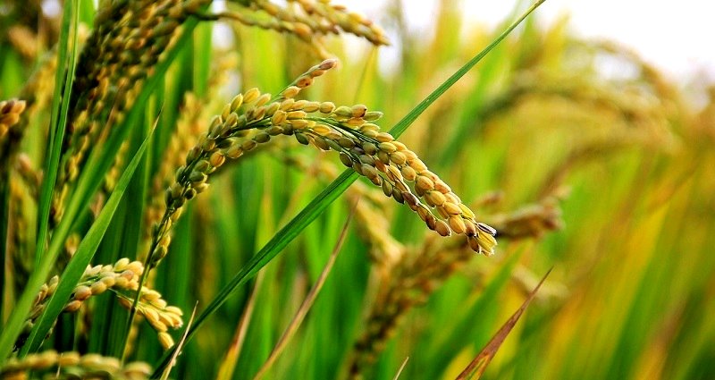U.S. Approves Importing Genetically Modified Rice From China, But It’s Still Illegal in China