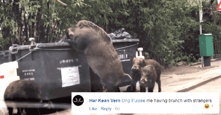 Swole Wild Boar Digs Through Dumpster Outside School in Hong Kong