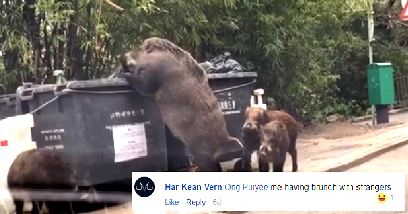 Swole Wild Boar Digs Through Dumpster Outside School in Hong Kong