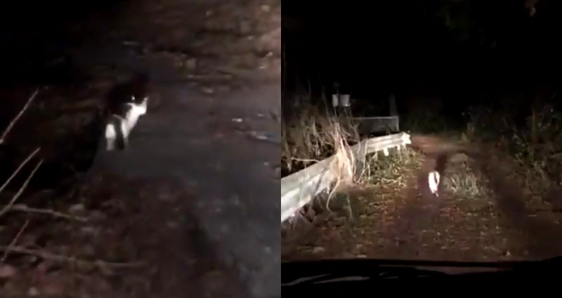 Cat Leads Lost Humans Out of Japanese Forest in Viral Video