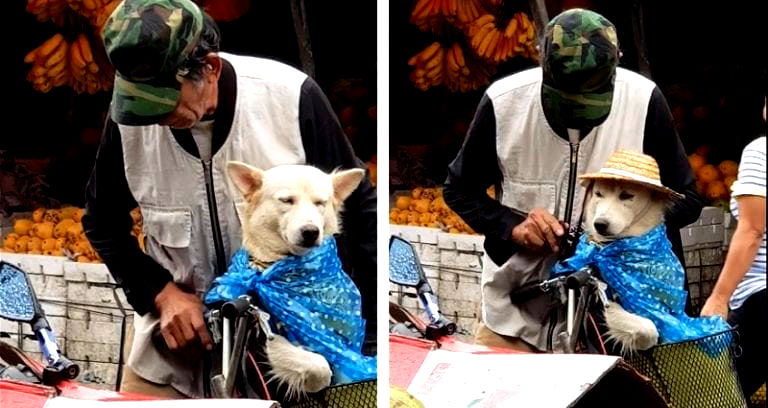 Elderly Filipino Adorably Dresses Up Dog To Protect Him from the Rain