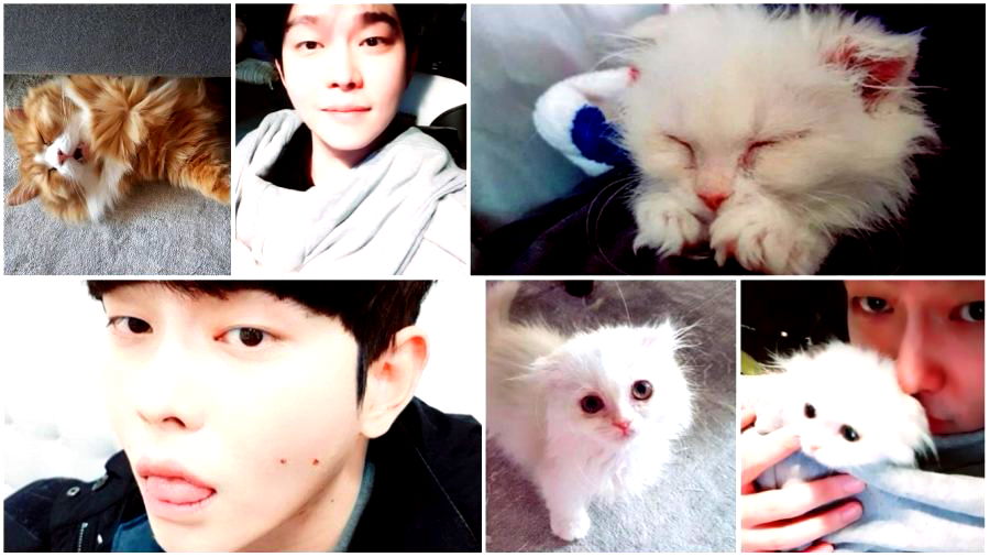 South Korean Actor Attacked By Netizens for Buying Controversial Cat