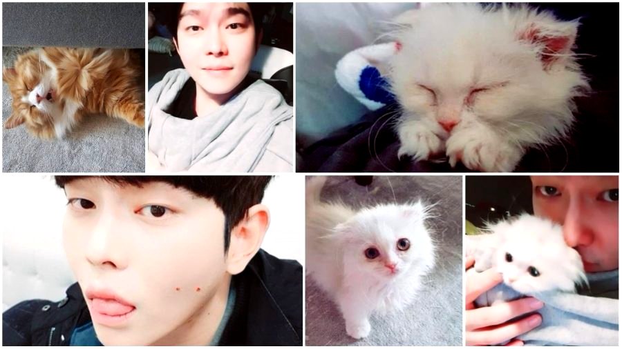 South Korean Actor Attacked By Netizens for Buying Controversial Cat