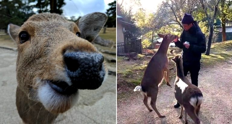 Japan’s Famous Nara Deer Park is Being Ruined By Rude Tourists