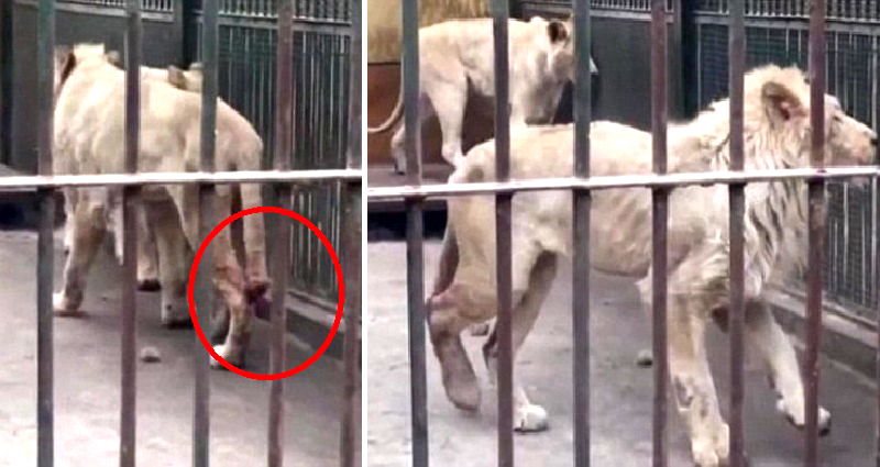 Starving Lion Forced to Chew Off Own Tail After It Got Stuck in Frozen Water