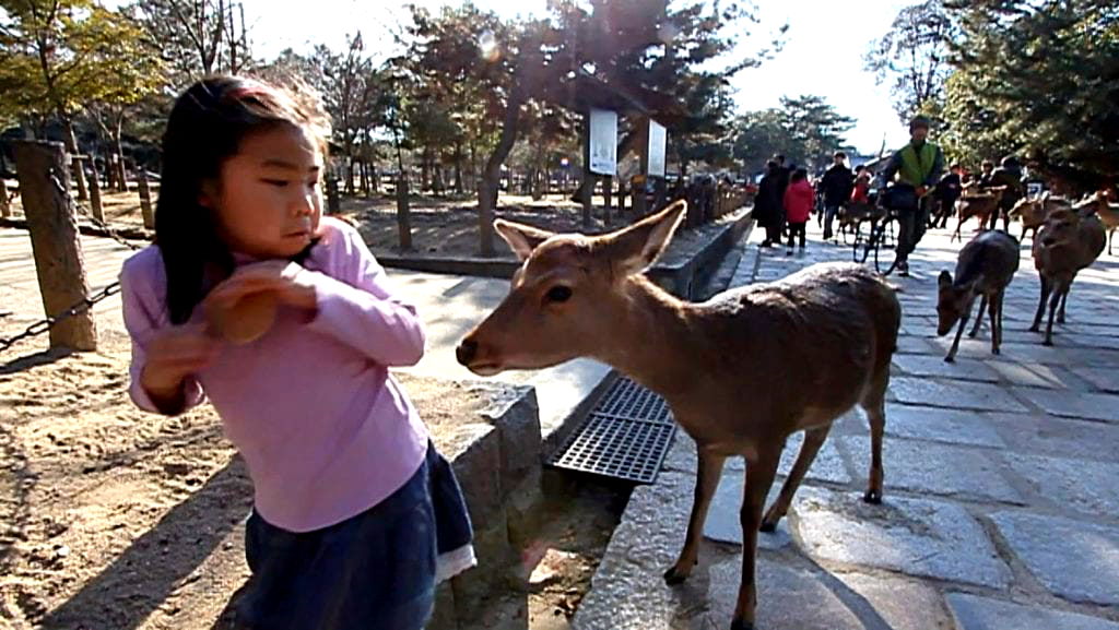 Nara Deer Attack