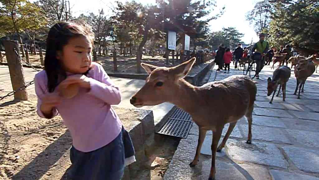 Nara Deer Attack
