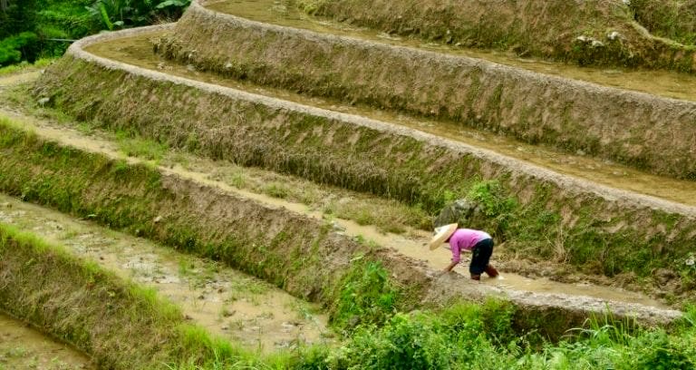 China’s Massive 10-Year Farming Study May Help Feed Everyone Without Destroying the Planet