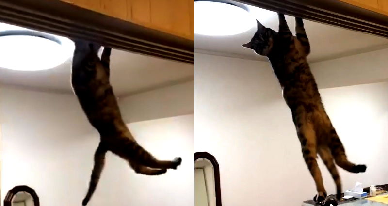 Cat That Can Do More Pull-Ups Than You Goes Viral in Japan