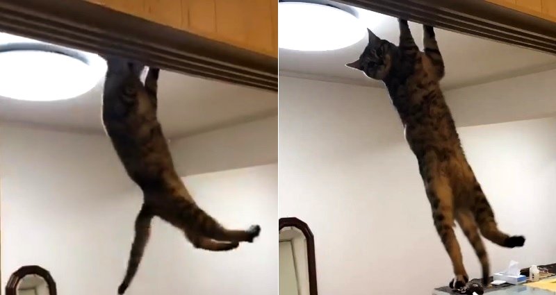 Cat That Can Do More Pull-Ups Than You Goes Viral in Japan