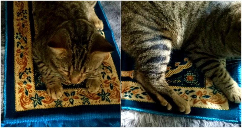 Malaysian Muslims Are Discovering Their Cats Really Love Their Own Prayer Mats