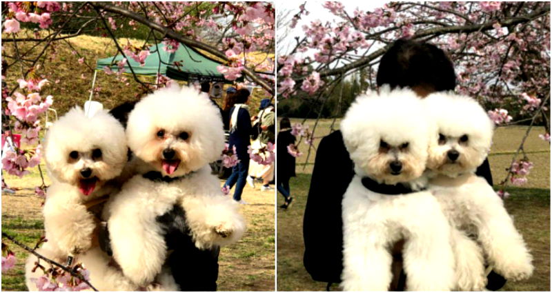 Dogs in Japan Hilariously Reveal Who Their Favorite Parent is in Two Photos