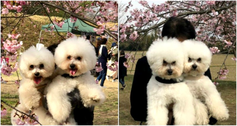 Dogs in Japan Hilariously Reveal Who Their Favorite Parent is in Two Photos