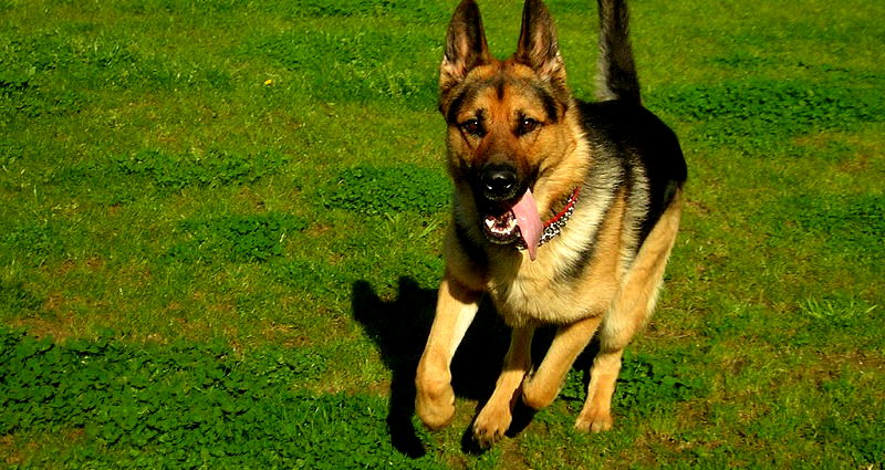 Dog Flies United Airlines to Kansas, Lands in Japan Instead Because …United Airlines