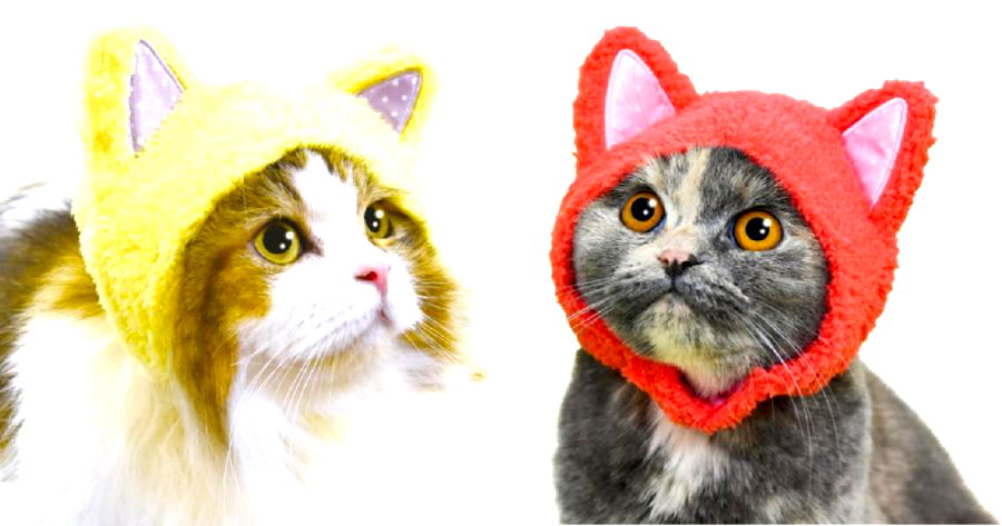 Cat Hats are the One Thing Your Cat Needs Right Meow