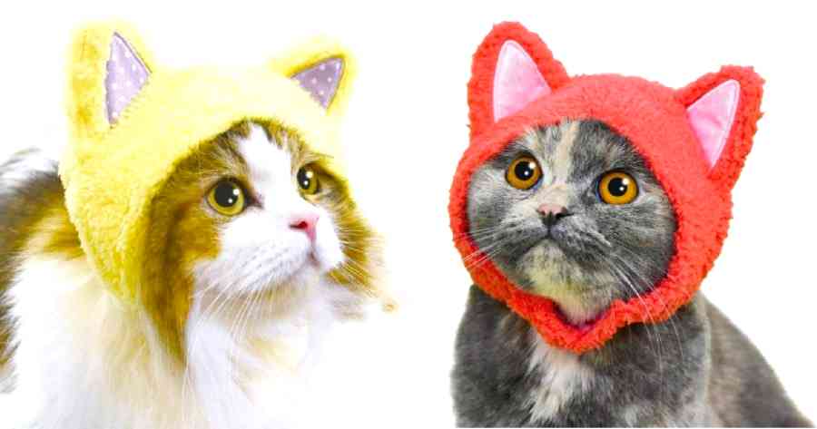 Cat Hats are the One Thing Your Cat Needs Right Meow