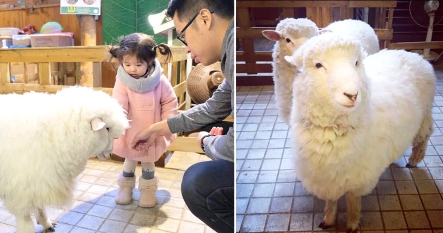 South Korea Has the Most Random Sheep Cafe