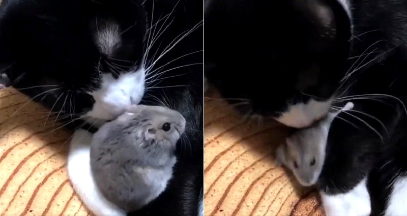 Japanese Cat Makes Friends With a Hamster and Suddenly Everything is Okay in the World