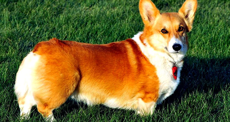 Man in South Korea Kills Neighbor’s Corgi for Barking, Invites Owner to Dinner to Eat It