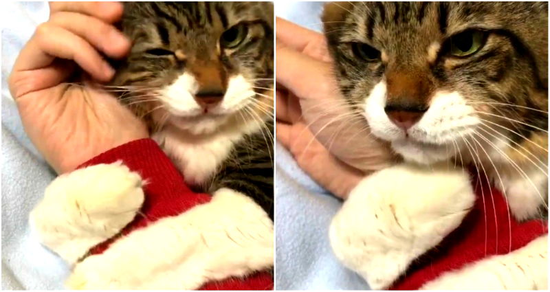 Japanese Cat Cries Every Time Owner Stops Cuddling With Him