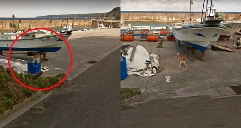 Adorable Doggo Photobombs Every Photo on Street Chasing a Google Map Car in Japan