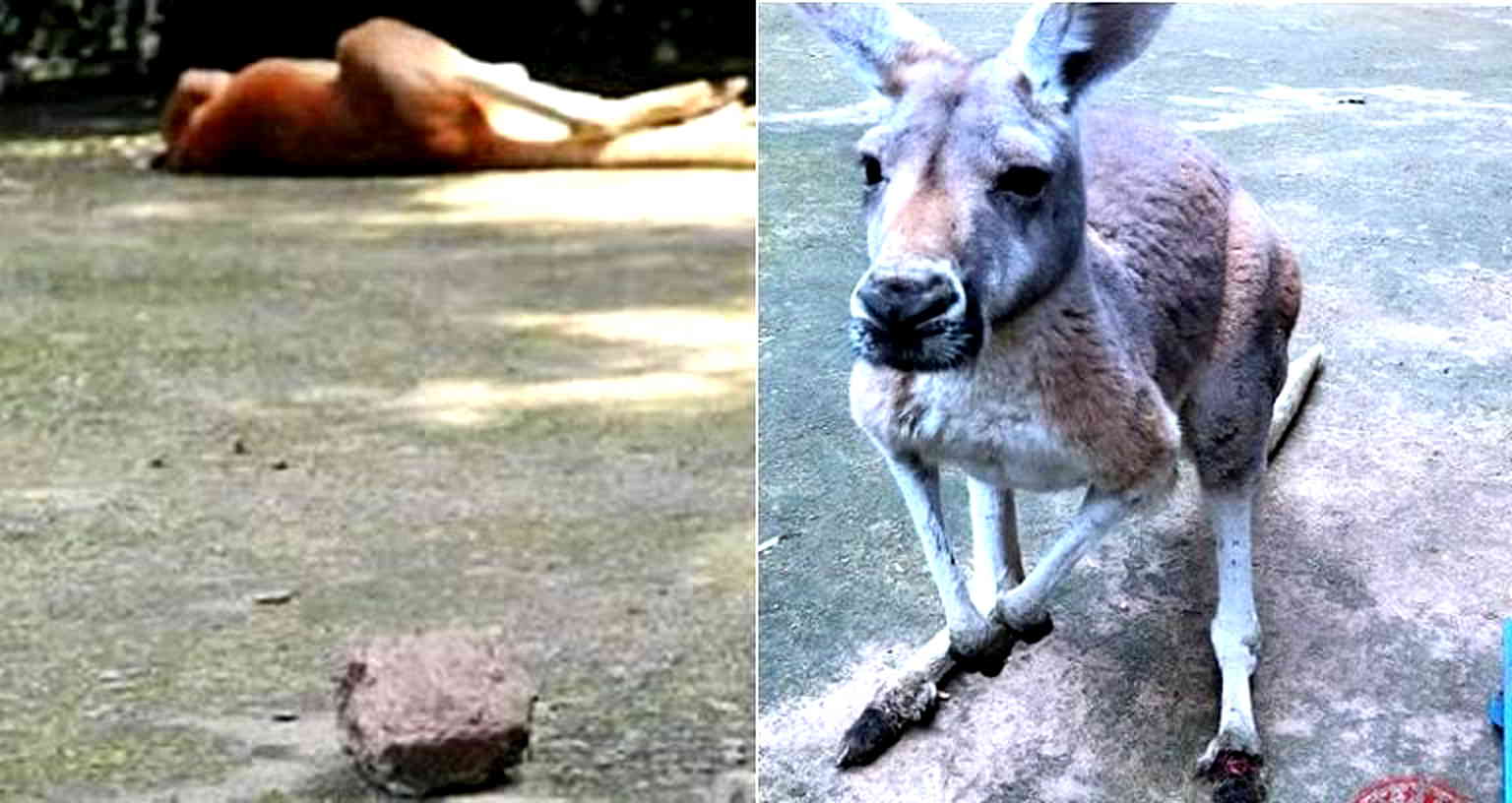 Kangaroo Dies in Chinese Zoo After Visitors Throw Rocks to Get Its Attention
