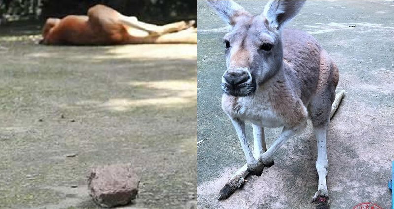 Kangaroo Dies In Chinese Zoo After Visitors Throw Rocks To Get Its ...