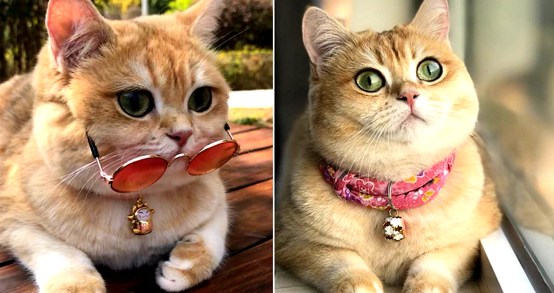 This Might Just Be the Most Adorable Cat in Hong Kong Right Meow