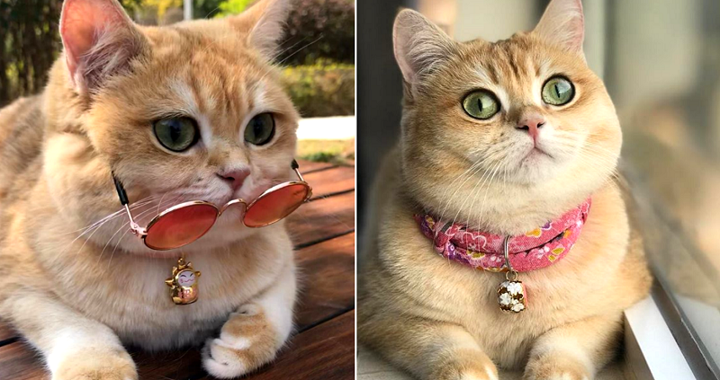 This Might Just Be the Most Adorable Cat in Hong Kong Right Meow