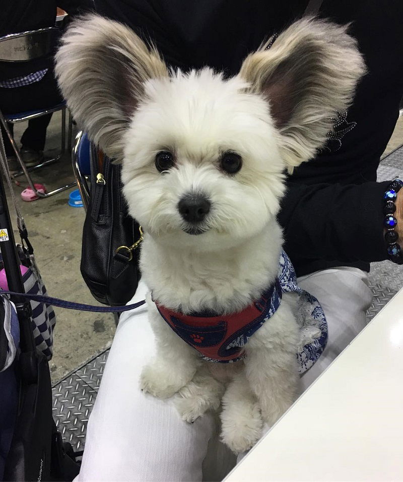 Dog with sales mickey mouse ears