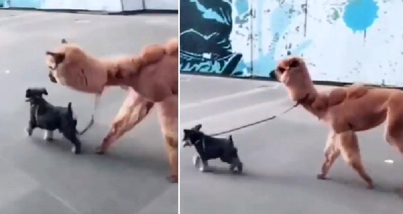 Dog in China Walks Alpaca On Leash Like a Good Boy, NBD