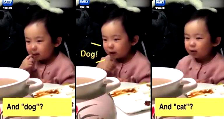 Chinese Girl Trying to Say ‘Cat’ in English is Too Adorable For This World