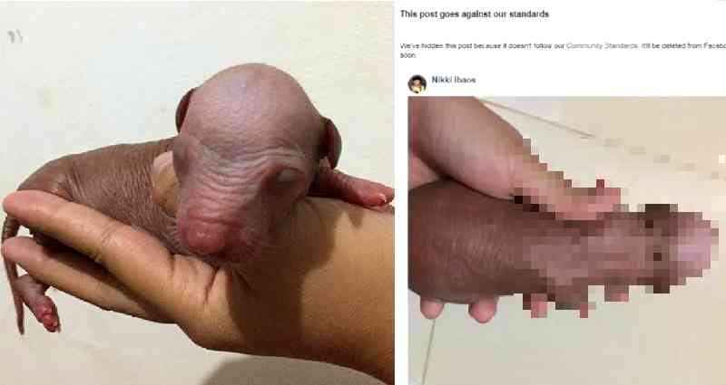 Facebook Flags Picture of Newborn Puppy That Looks Like a Dick Pic