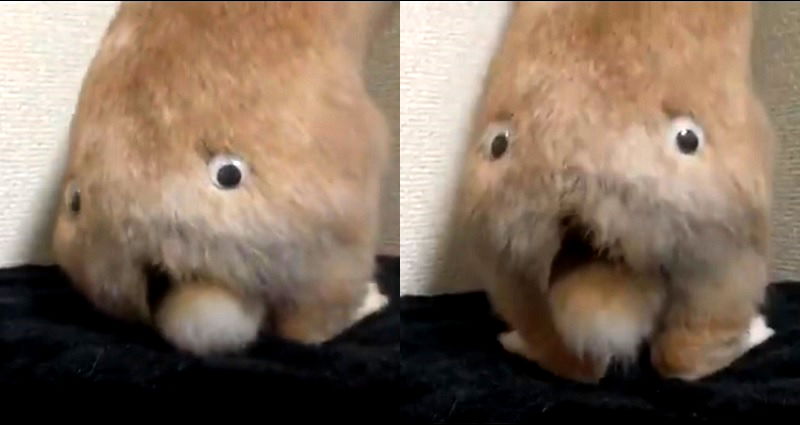 Japanese Bunny With Googly Eyes on Its Butt is Why God Has Forsaken Us