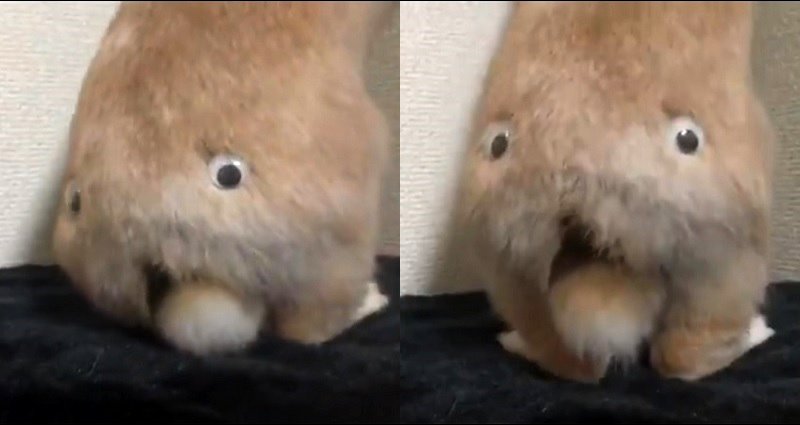 Japanese Bunny With Googly Eyes on Its Butt is Why God Has Forsaken Us