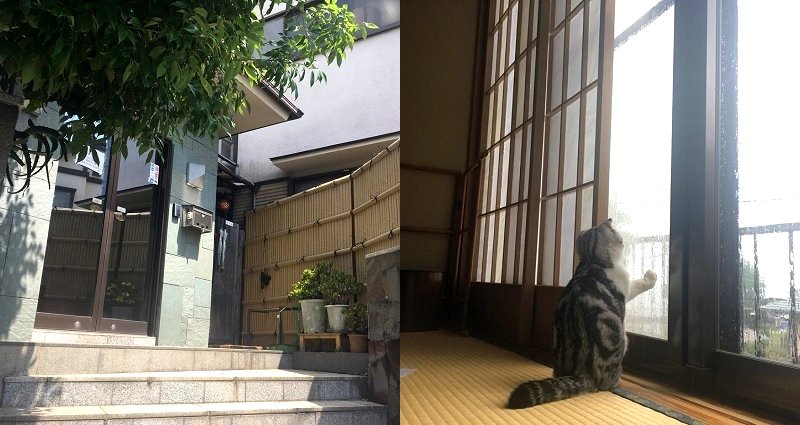 Traditional Japanese Inn Offers ‘Rent-a-Cat’ Option for Customers Who Want Cuddles