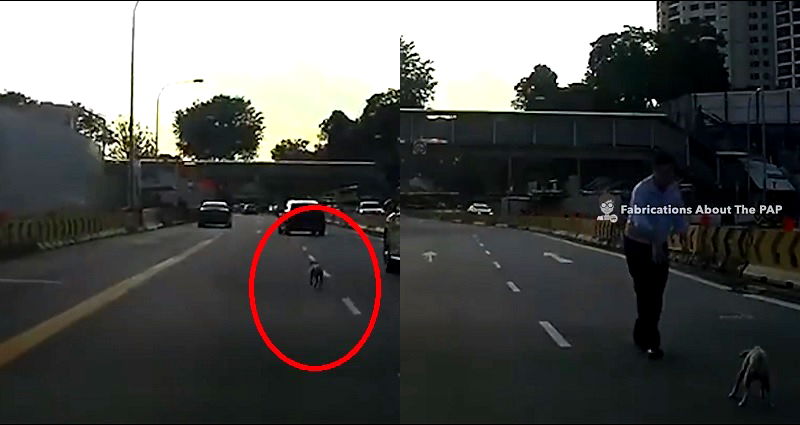 Brave Man Goes Viral for Saving Puppy on Singapore Highway When No One Else Stopped