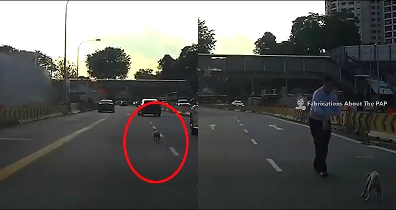 Brave Man Goes Viral for Saving Puppy on Singapore Highway When No One Else Stopped