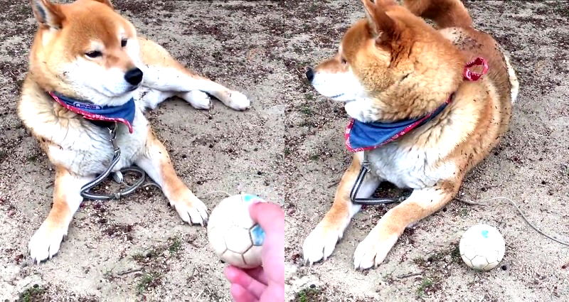 Sassy Shiba Inu Has a Ruff Day, Ignores Japanese Owner Asking to Play Fetch