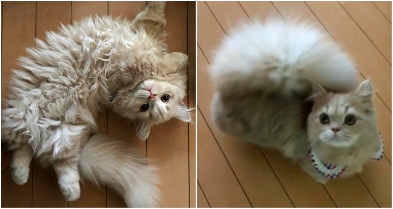 Cat in Japan Has the Most Purr-fectly Fluffy Squirrel Tail