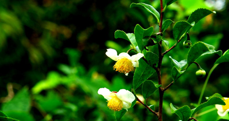 Nanoparticles in Tea Leaves Destroy Lung Cancer Cells, Indian Scientists Discover