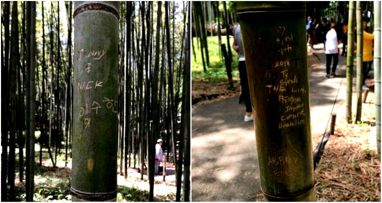 Japanese Bamboo Forest ‘Cries’ After Tourists Vandalize Trees