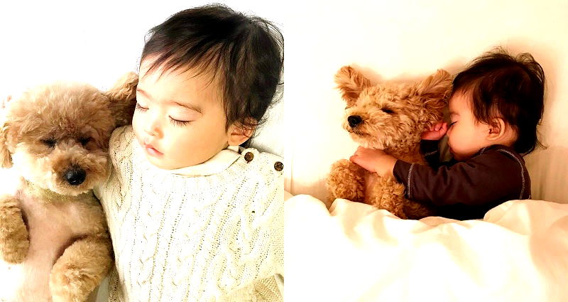 Japanese Baby and Toy Poodle Become Best Nap Buddies