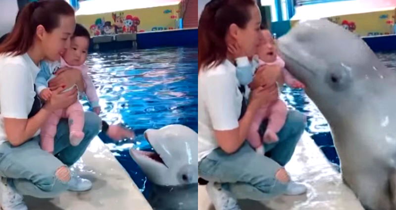 Beluga Whale Gets Confused After Little Girl Starts Crying After a Kiss