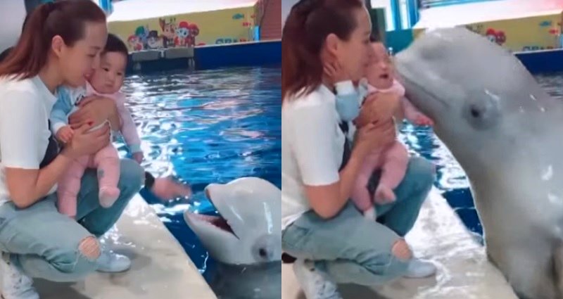 Beluga Whale Gets Confused After Little Girl Starts Crying After a Kiss