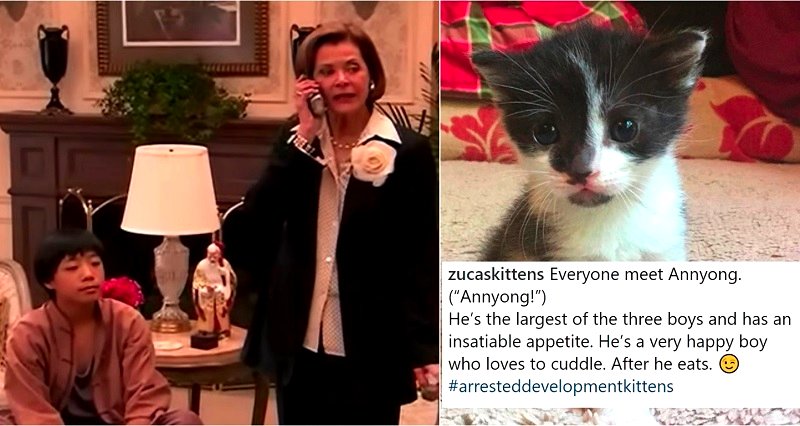 People Are Offended After Instagrammer Names Kitten ‘Annyong’ from ‘Arrested Development’