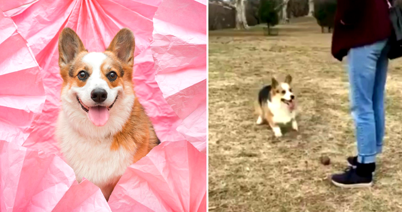 Corgi Challenges Owner to Dance Off, Heckin Wins At Doin a Footwork