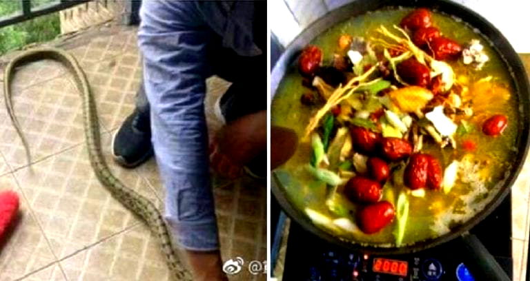 Snake Slithers into Dorm Room in China, Students Cook and Eat It