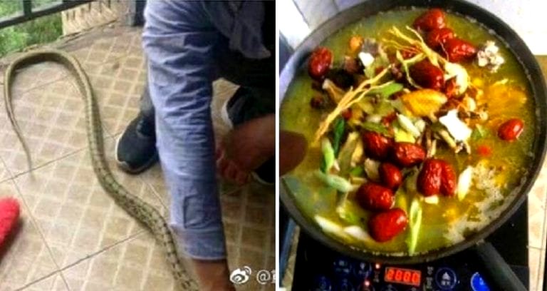 Snake Slithers into Dorm Room in China, Students Cook and Eat It